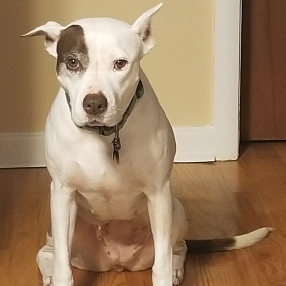 Meet your Posher, Susan - Picture 1 of 1